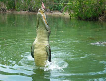 darwin croc jumping