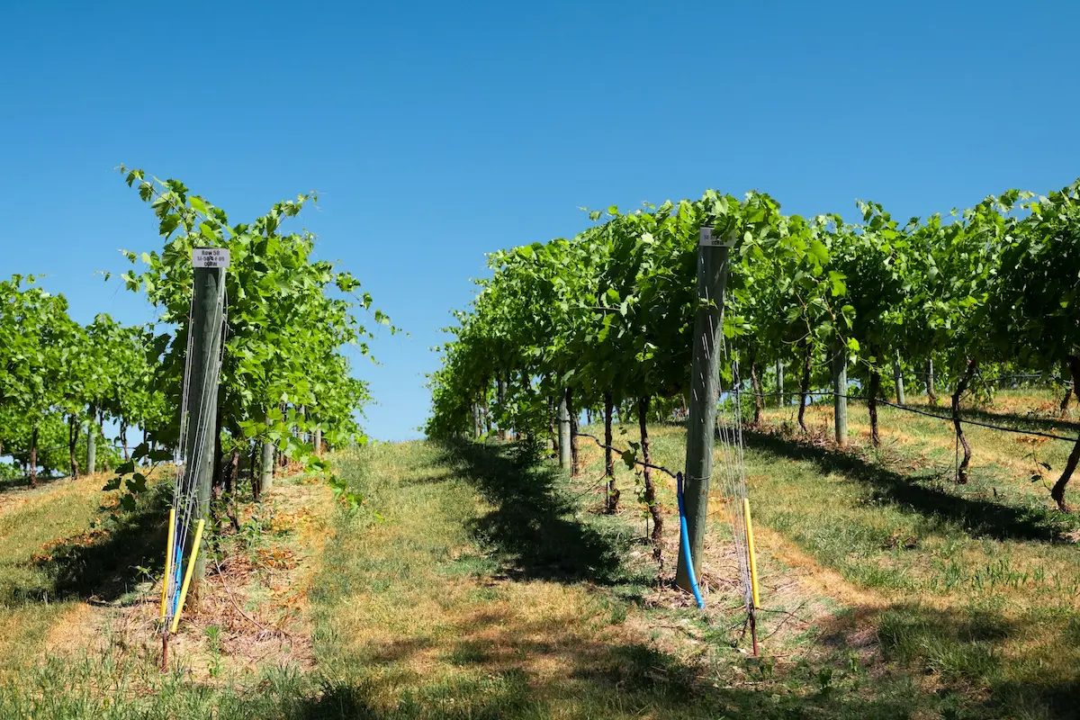 Perth Hills Vineyard